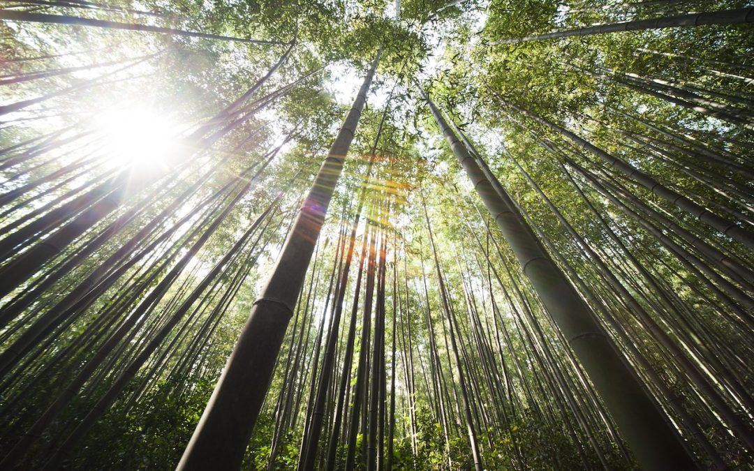 Strømper i bambus: Behagelige, åndbare og bæredygtige valg for dine fødder