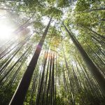 Strømper i bambus: Behagelige, åndbare og bæredygtige valg for dine fødder